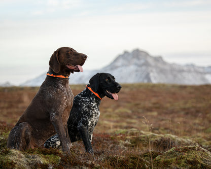 Non-Stop Dogwear Trail Quest Collar - Collar para perros