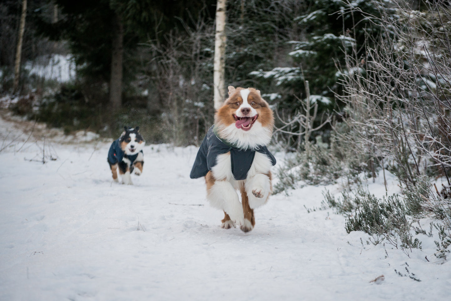 Non-Stop Dogwear Glacier  2.0Chaqueta- Abrigo para perros.