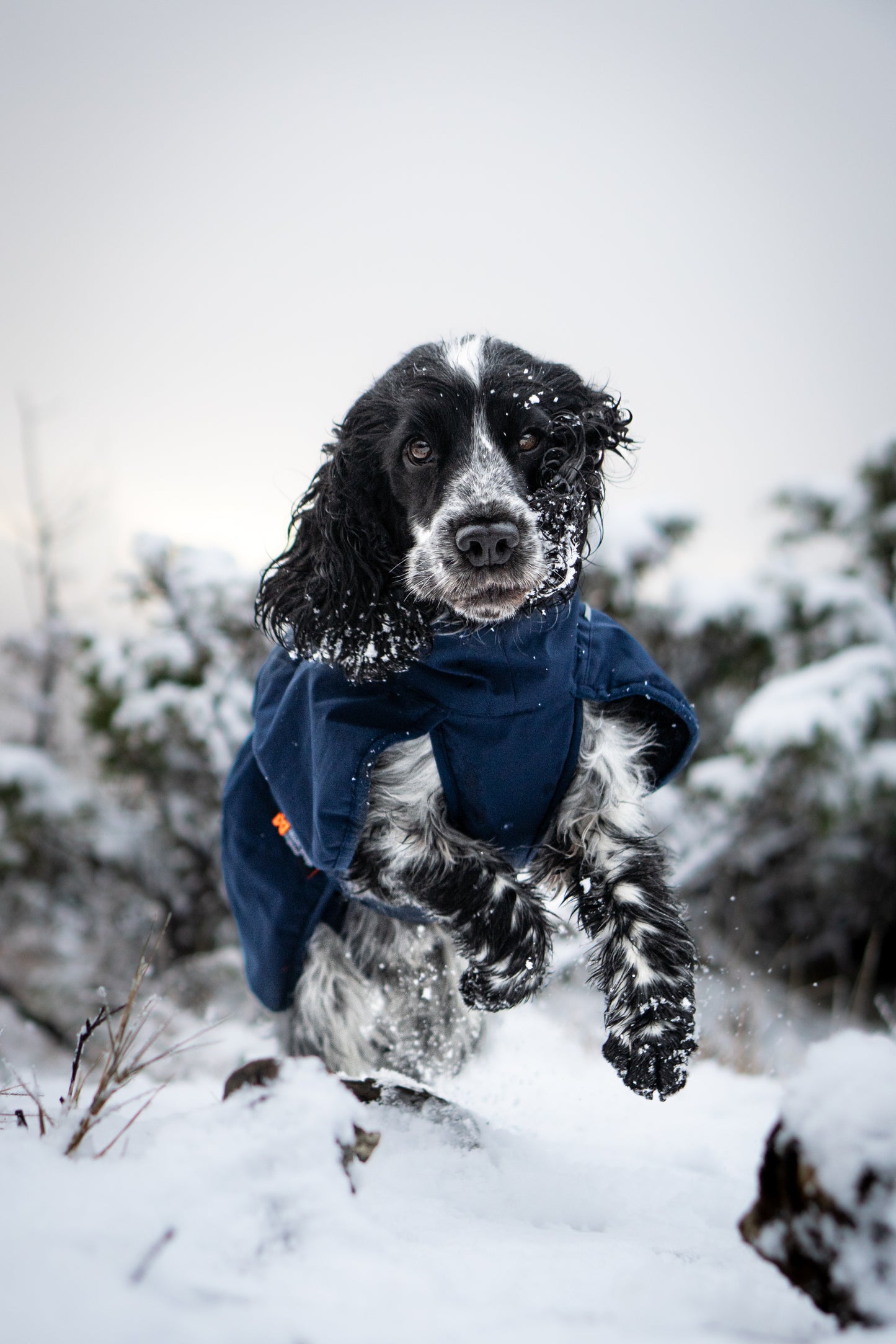 Non-Stop Dogwear Glacier  2.0Chaqueta- Abrigo para perros.