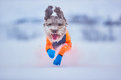 Non-Stop Dogwear Snow Chauqeta- Abrigo para perros.