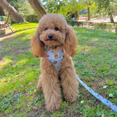 Arnés Peluditos Accesorios Animalia para Perros