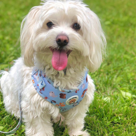 Arnés Peluditos Accesorios Animalia para Perros