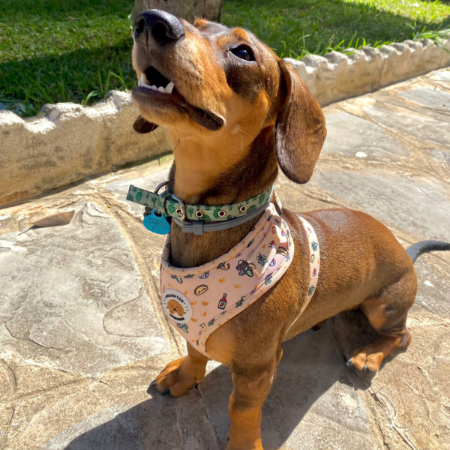 Arnés Peluditos Accesorios México Lindo para Perros