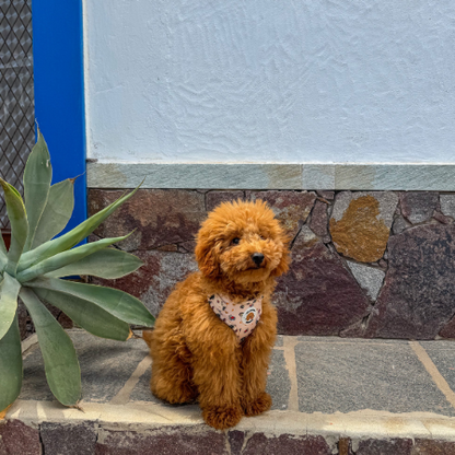 Arnés Peluditos Accesorios México Lindo para Perros