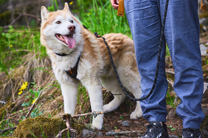 Non-Stop Dogwear Rock Ajustable Leash- Correa para perros