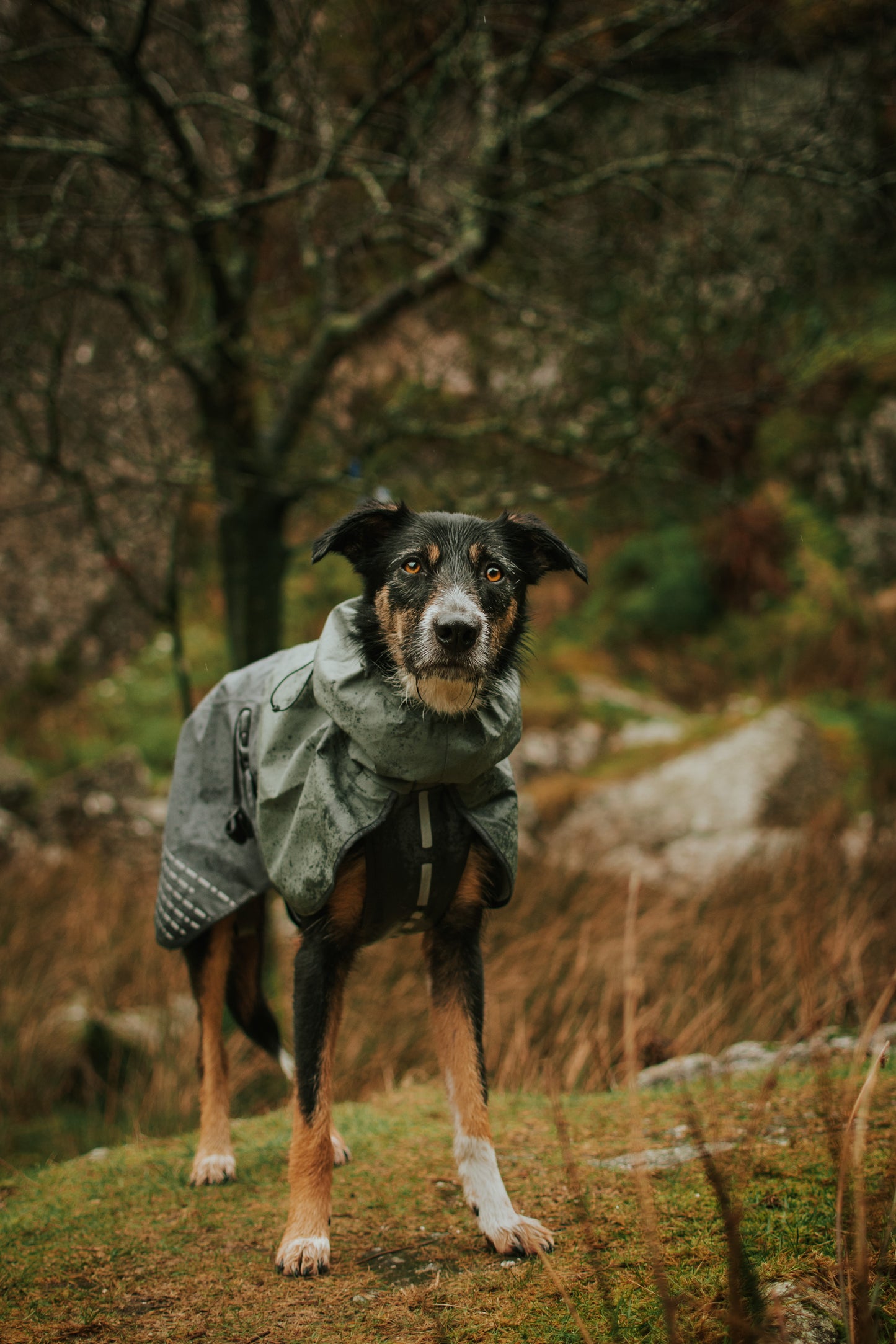 Non-Stop Dogwear Fjord Chubasquero - Chubasquero Perro