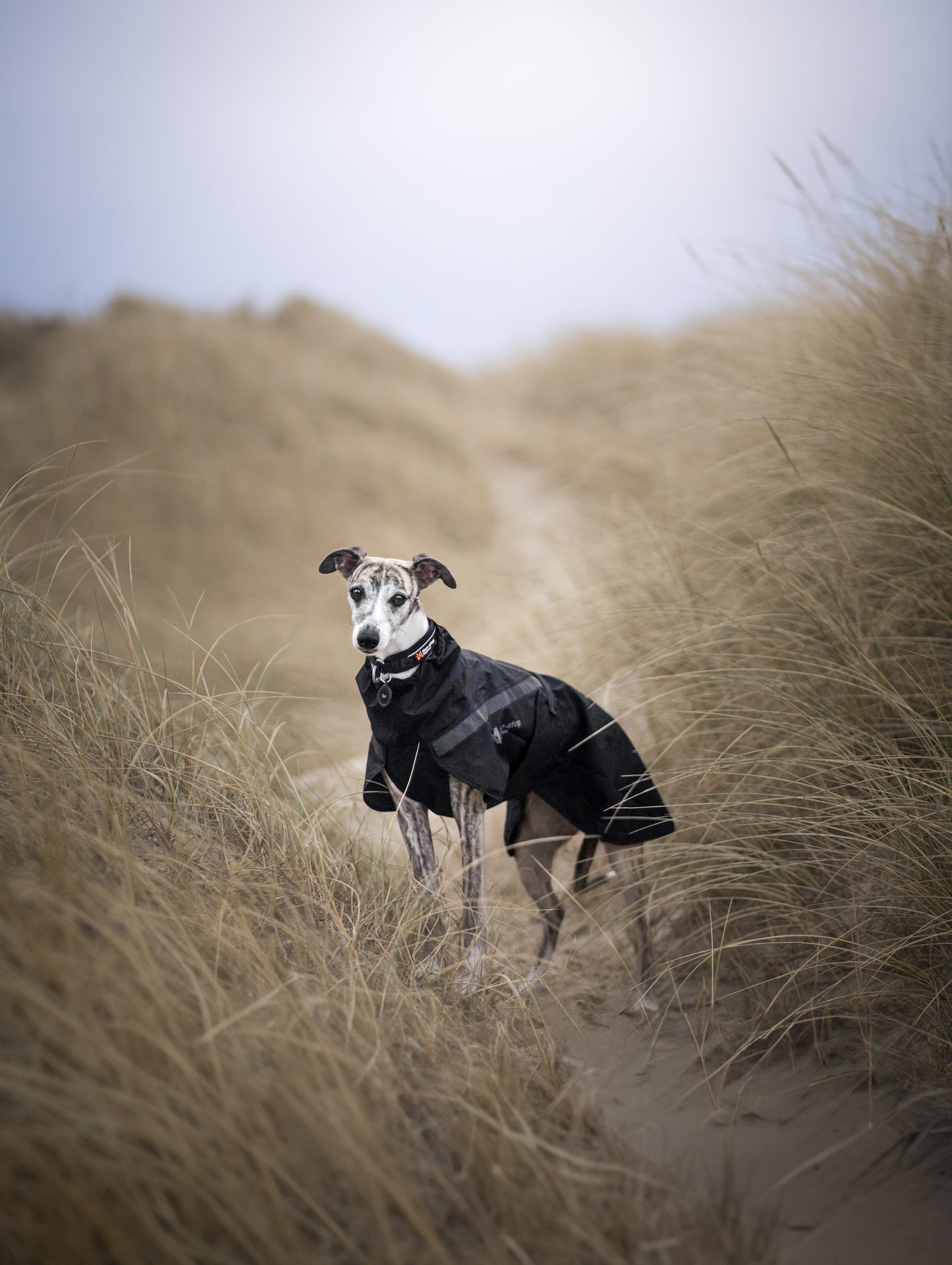 Non-Stop Dogwear Trekking Chubasquero - Chubasquero Perro