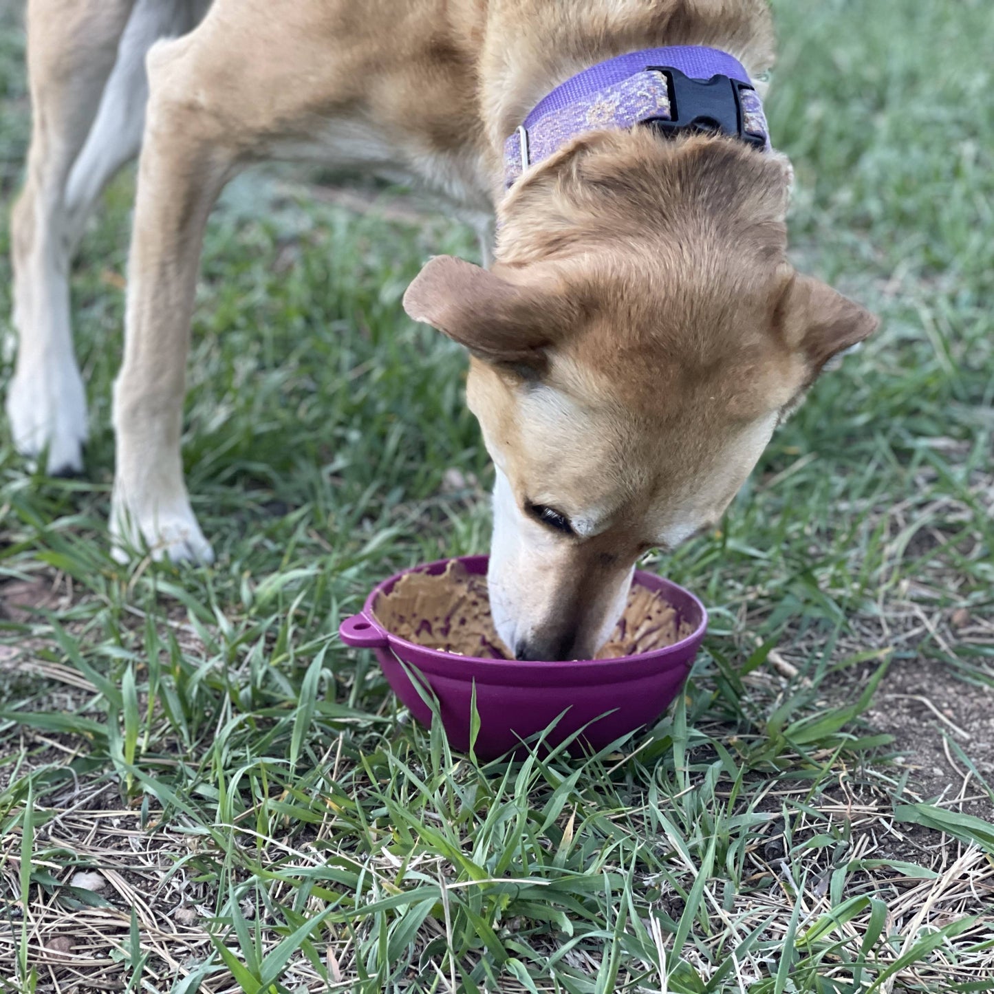 Licki Bowl Garden