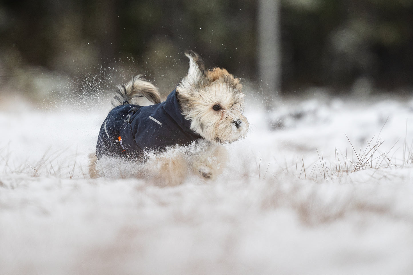 Non-Stop Dogwear Glacier  2.0Chaqueta- Abrigo para perros.