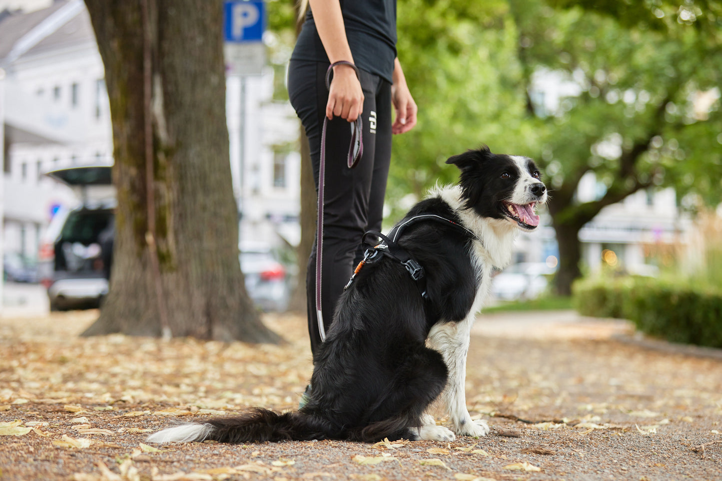 Non-Stop Dogwear Move Leash- Correa para perros