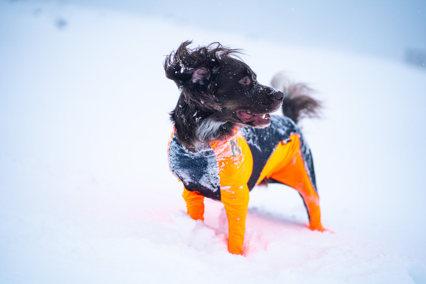 Non-Stop Dogwear Snow Chauqeta- Abrigo para perros.