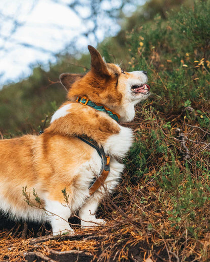 Non-Stop Dogwear Trail Quest Collar Rache Pol- Collar para perros